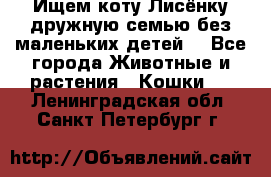 Ищем коту Лисёнку дружную семью без маленьких детей  - Все города Животные и растения » Кошки   . Ленинградская обл.,Санкт-Петербург г.